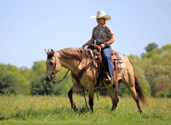 Quarter Pony, Gelding, 5 years, Buckskin