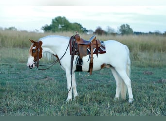 Quarter Pony, Gelding, 5 years, Pinto