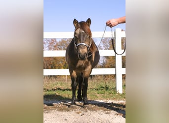 Quarter Pony, Gelding, 6 years, 11.3 hh, Buckskin