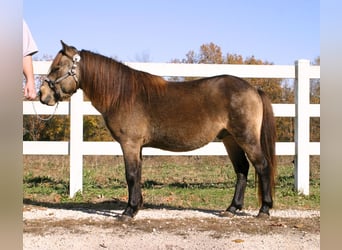 Quarter Pony, Gelding, 6 years, 11.3 hh, Buckskin