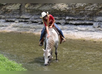 Quarter Pony, Gelding, 6 years, 12 hh, Gray