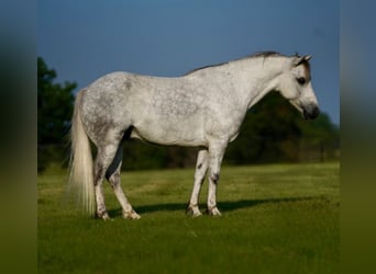 Quarter Pony, Gelding, 6 years, 12 hh, Gray
