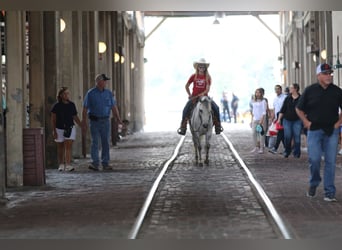 Quarter Pony, Gelding, 6 years, 12 hh, Gray