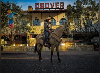 Quarter Pony, Gelding, 6 years, 13,1 hh, Buckskin