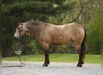 Quarter Pony, Gelding, 6 years, 13.2 hh, Buckskin