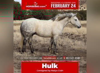 Quarter Pony Mix, Gelding, 6 years, 13.3 hh, Gray-Dapple