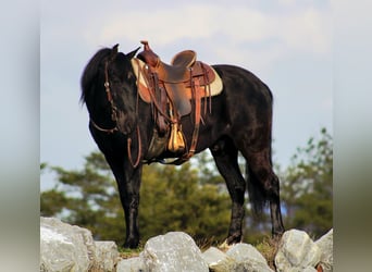 Quarter Pony Mix, Gelding, 6 years, 13 hh, Black