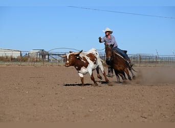 Quarter Pony, Gelding, 6 years, 13 hh, Chestnut