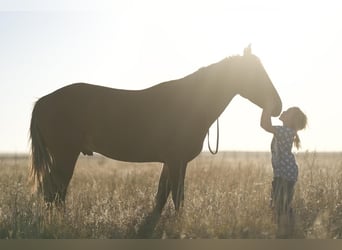 Quarter Pony, Gelding, 6 years, 13 hh, Chestnut