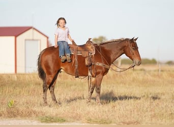 Quarter Pony, Gelding, 6 years, 13 hh, Chestnut