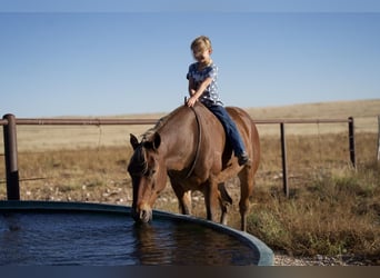 Quarter Pony, Gelding, 6 years, 13 hh, Chestnut