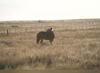 Quarter Pony, Gelding, 6 years, 13 hh, Chestnut
