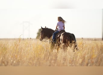 Quarter Pony, Gelding, 6 years, 13 hh, Chestnut