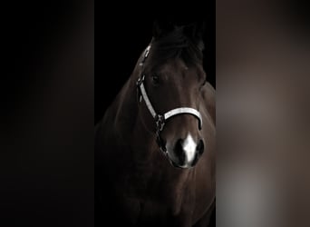 Quarter Pony, Gelding, 6 years, 13,3 hh, Brown