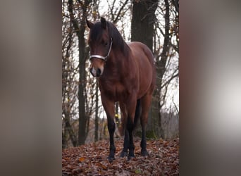 Quarter Pony, Gelding, 6 years, 13,3 hh, Brown