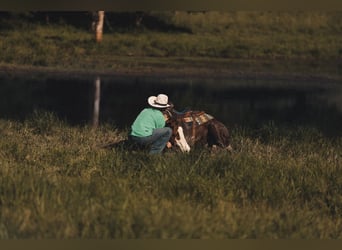 Quarter Pony, Gelding, 6 years, 14.1 hh, Chestnut