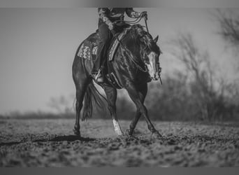 Quarter Pony, Gelding, 6 years, 14.1 hh, Chestnut