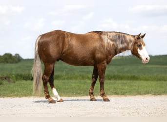 Quarter Pony, Gelding, 6 years, 14.1 hh, Chestnut