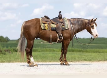 Quarter Pony, Gelding, 6 years, 14.1 hh, Chestnut