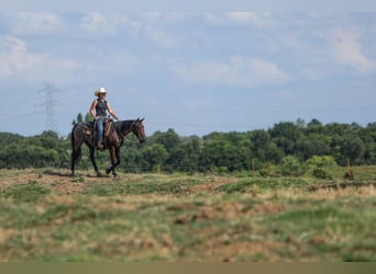 Quarter Pony, Gelding, 6 years, 14.1 hh, Roan-Bay