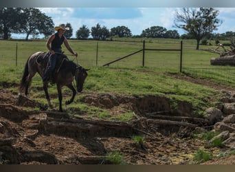 Quarter Pony, Gelding, 6 years, 14.1 hh, Roan-Bay