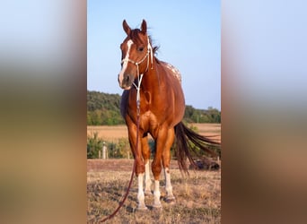 Quarter Pony Mix, Gelding, 6 years, 14.3 hh, Chestnut-Red