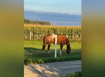 Quarter Pony Mix, Gelding, 6 years, 14.3 hh, Chestnut-Red