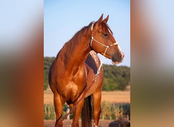 Quarter Pony Mix, Gelding, 6 years, 14.3 hh, Chestnut-Red