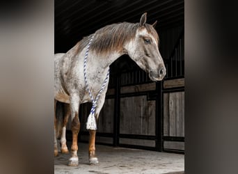Quarter Pony, Gelding, 6 years, 14 hh, Roan-Red