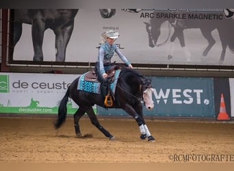 Quarter Pony, Gelding, 6 years, 14,2 hh, Black
