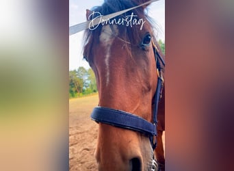 Quarter Pony, Gelding, 6 years, 14,2 hh, Brown