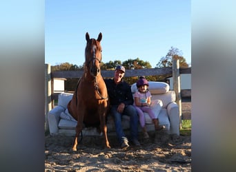 Quarter Pony, Gelding, 6 years, 14,2 hh, Chestnut