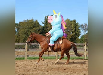 Quarter Pony, Gelding, 6 years, 14,2 hh, Chestnut