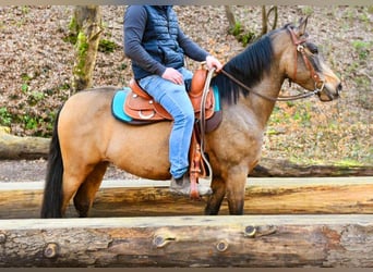 Quarter Pony, Gelding, 6 years, 15.1 hh, Buckskin