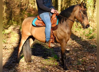 Quarter Pony, Gelding, 6 years, 15.1 hh, Buckskin