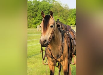 Quarter Pony, Gelding, 6 years, Buckskin