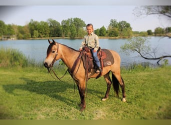 Quarter Pony, Gelding, 6 years, Buckskin