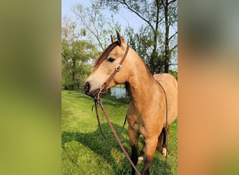 Quarter Pony, Gelding, 6 years, Buckskin