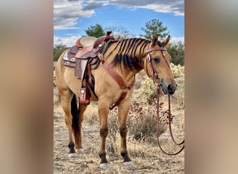 Quarter Pony, Gelding, 6 years, Buckskin