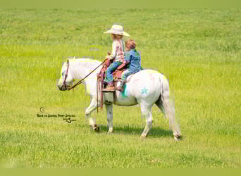 Quarter Pony Mix, Gelding, 7 years, 11.3 hh, Grey Quarter Pony Mix, Gelding, 7 years, 11.3 hh, Grey