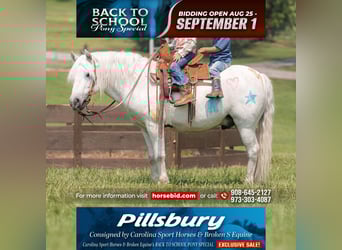 Quarter Pony Mix, Gelding, 7 years, 11.3 hh, Grey Quarter Pony Mix, Gelding, 7 years, 11.3 hh, Grey