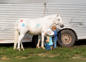 Quarter Pony Mix, Gelding, 7 years, 11.3 hh, Grey Quarter Pony Mix, Gelding, 7 years, 11.3 hh, Grey