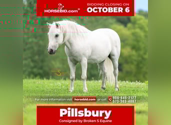 Quarter Pony Mix, Gelding, 7 years, 11,3 hh, Grey