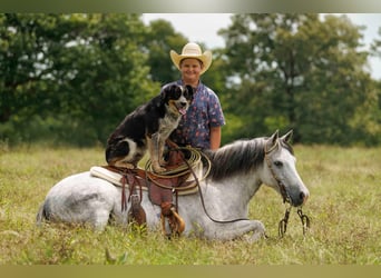 Quarter Pony, Gelding, 7 years, 12,1 hh, Gray