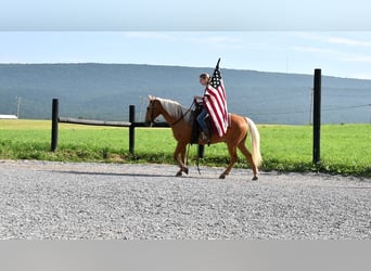 Quarter Pony, Gelding, 7 years, 13,2 hh, Palomino