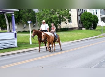 Quarter Pony, Gelding, 7 years, 13.2 hh, Palomino