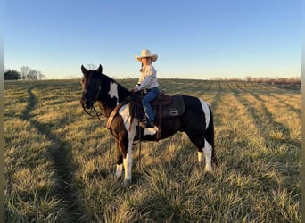 Quarter Pony, Gelding, 7 years, 13.2 hh, Pinto