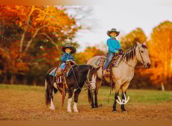 Quarter Pony, Gelding, 7 years, 13 hh, Buckskin