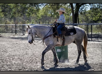Quarter Pony, Gelding, 7 years, 13,2 hh, Grey