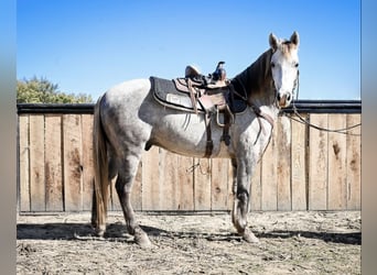 Quarter Pony, Gelding, 7 years, 13,2 hh, Grey